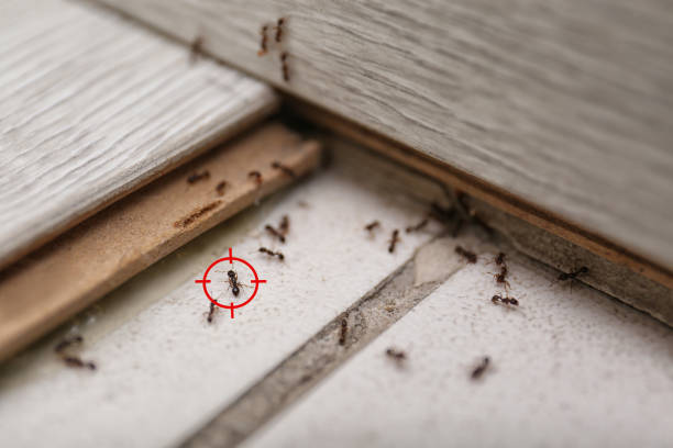 Best Ant Control Services  in Louisburg, KS