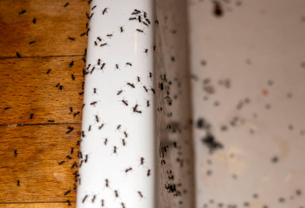 Best Termite Control Services  in Louisburg, KS